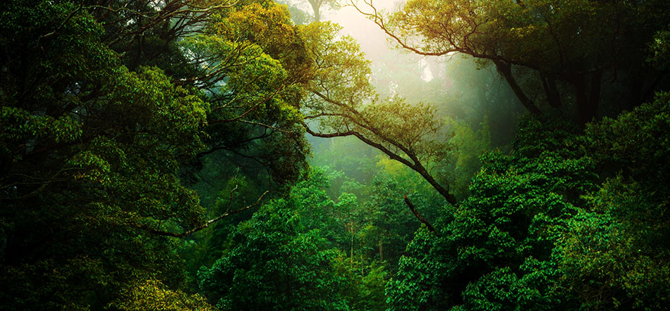Green Rainforest Trees With Dark Green Trees And Sun Shining In The Background