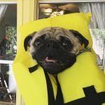 an image of a cute pug puppy wearing a yellow life jacket