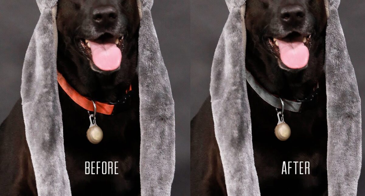 Photo Editing Before And After Example Of Editing Color With Black Dog Wearing A Animal Hat