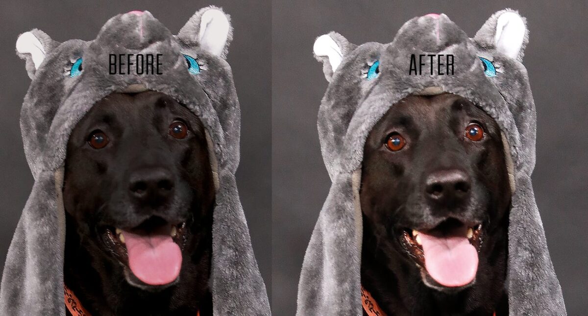 Black Dog With Tounge Out Wearing A Animal Hat