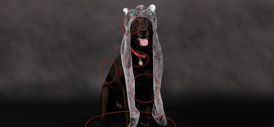 Photo Editing Of Black Dog With Red Circles Around Areas That Should Be Edited In Photoshop