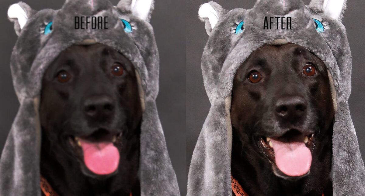 Photo Editing Before And After Example Of Editing Color With Black Dog Wearing A Animal Hat