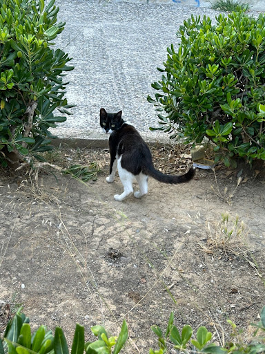Cat looking back